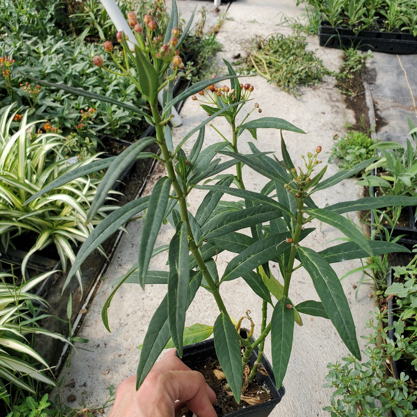 Pesticide-Free Milkweed Monarch Host Plant