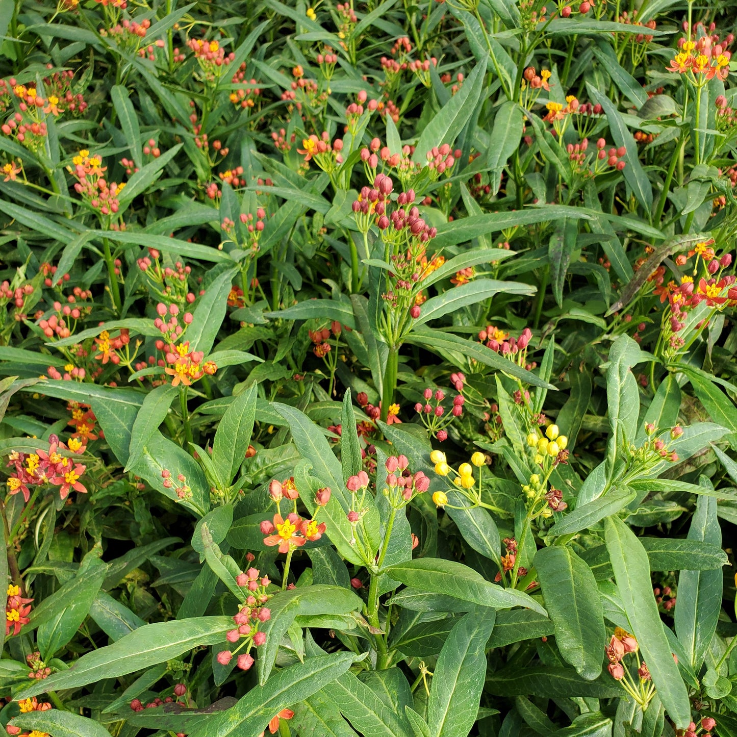 Pesticide-Free Milkweed Monarch Host Plant
