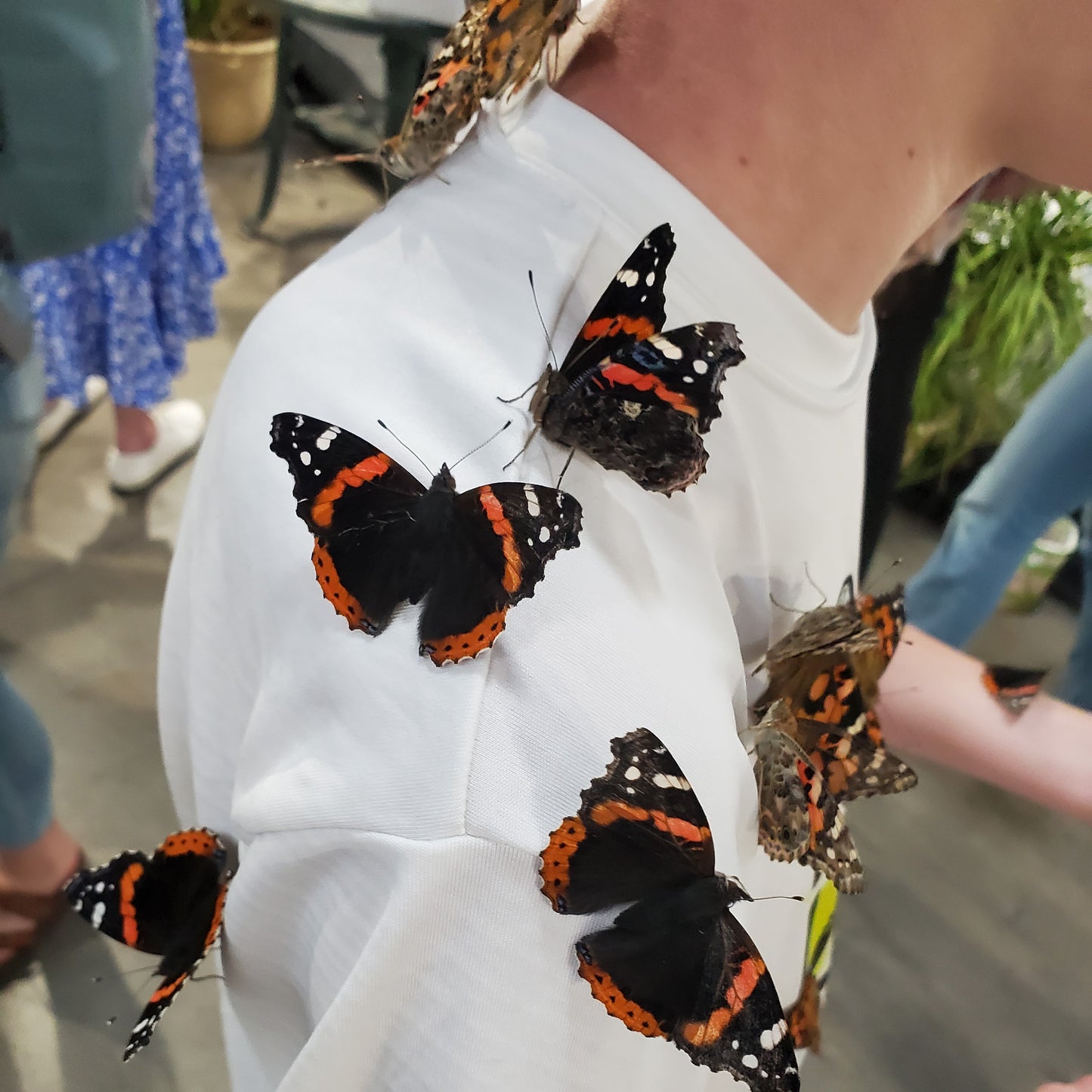 Butterfly Party House For Birthdays or Special Events