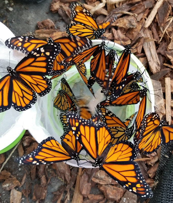 Butterfly Release Kit. A swarm of butterflies are released from an enclosure