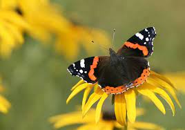 Mixed Multi-Color Butterfly Release