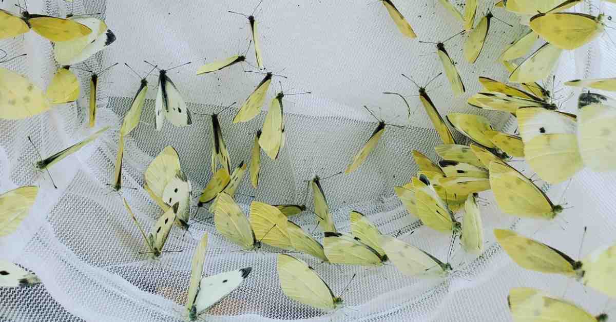 Release or Raise Caterpillars & Riverbottom Butterflies