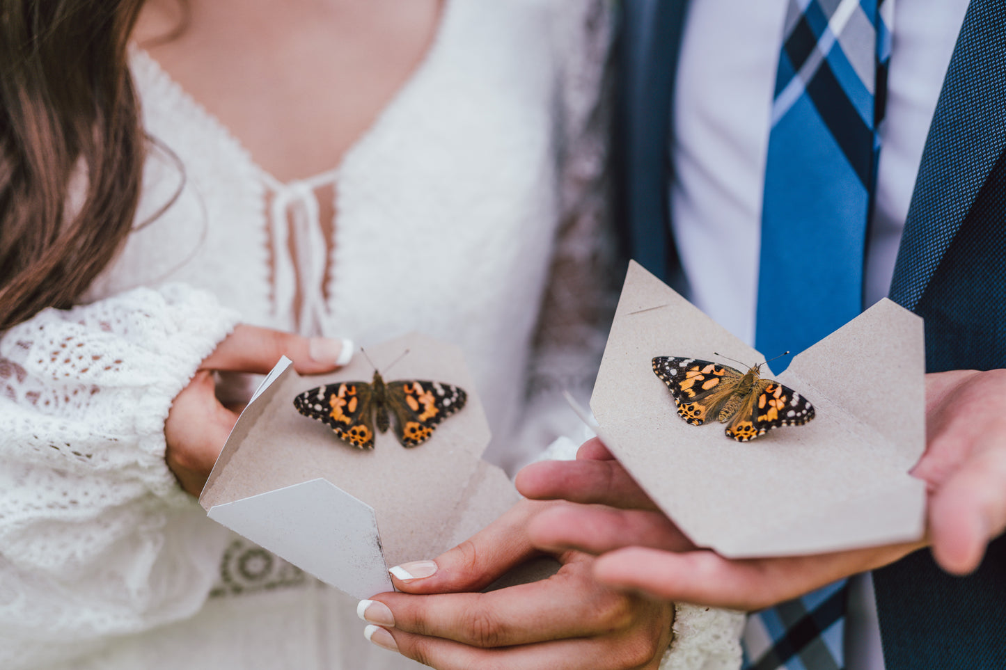 Painted Lady Butterfly for Release (Single Butterfly)