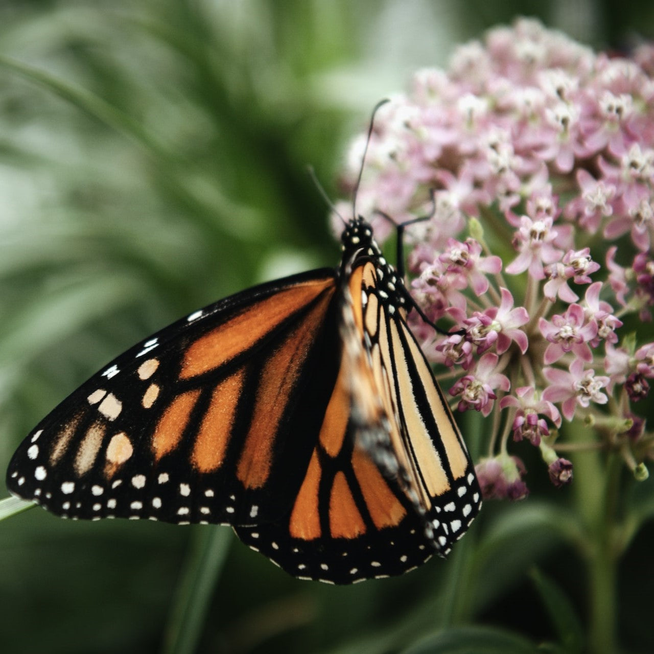 Pesticide-Free Milkweed Monarch Host Plant