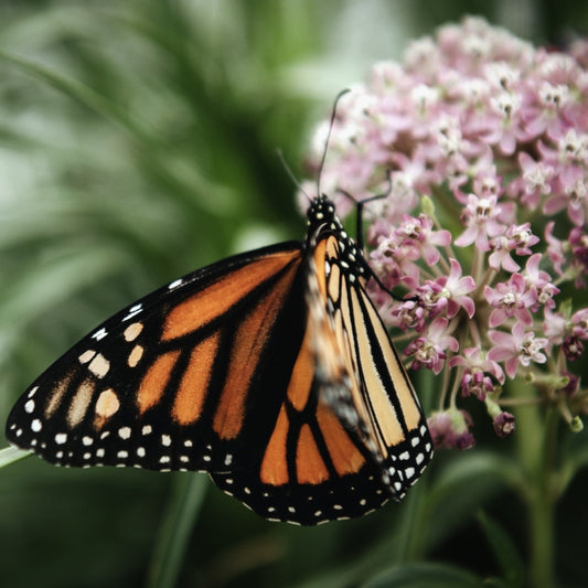 Pesticide-Free Milkweed Monarch Host Plant