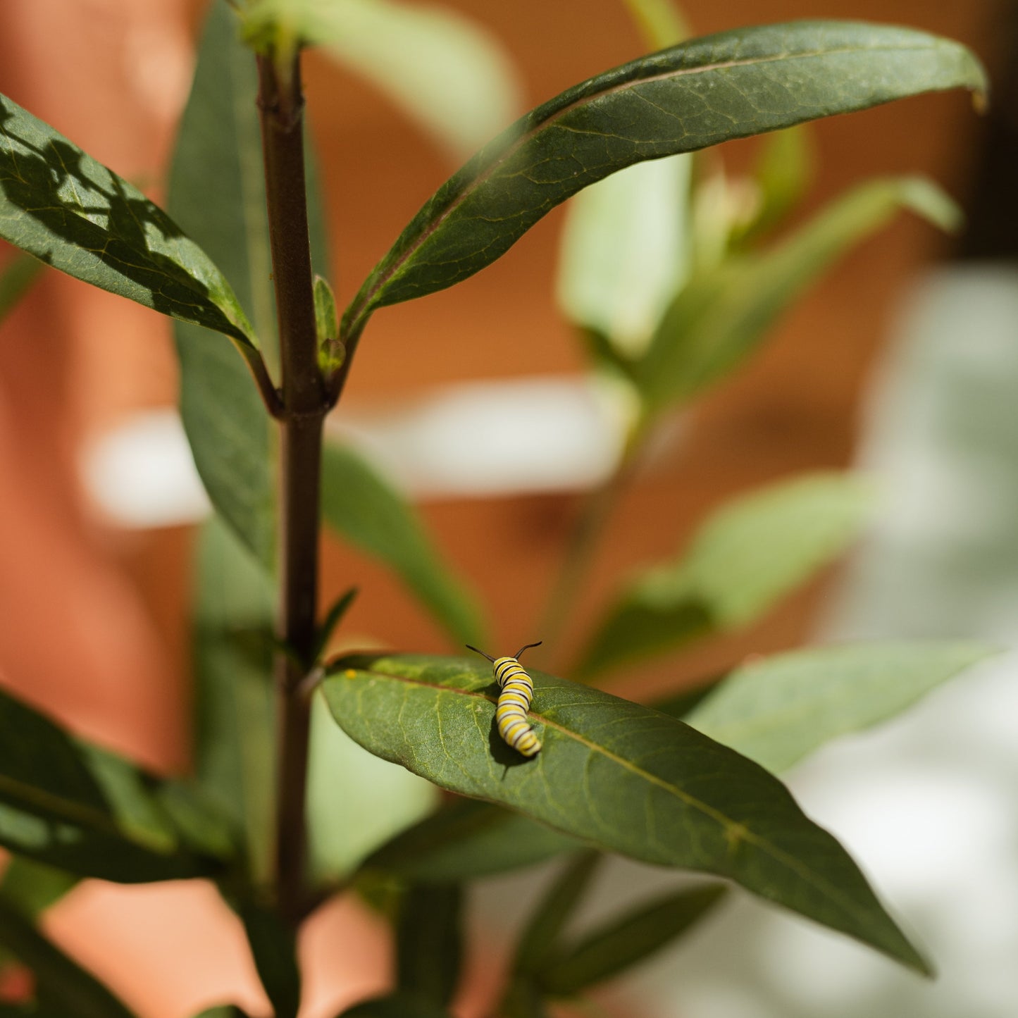 Monarch Butterfly Kit with Milkweed plant