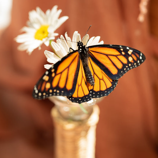 Monarch Butterfly Kit with Milkweed plant (WESTERN USA)
