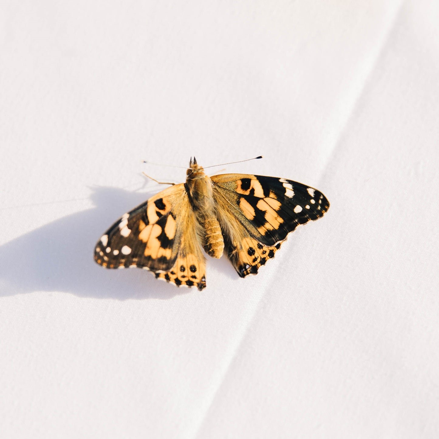Butterfly Party House For Birthdays or Special Events (Local Pickup Only)