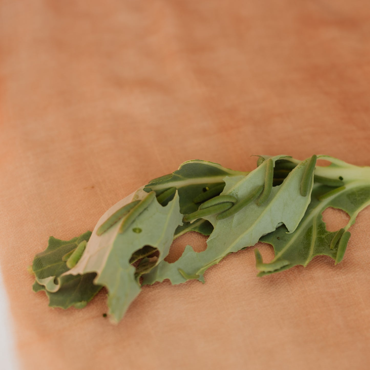 Cabbage White Caterpillars (Larvae)