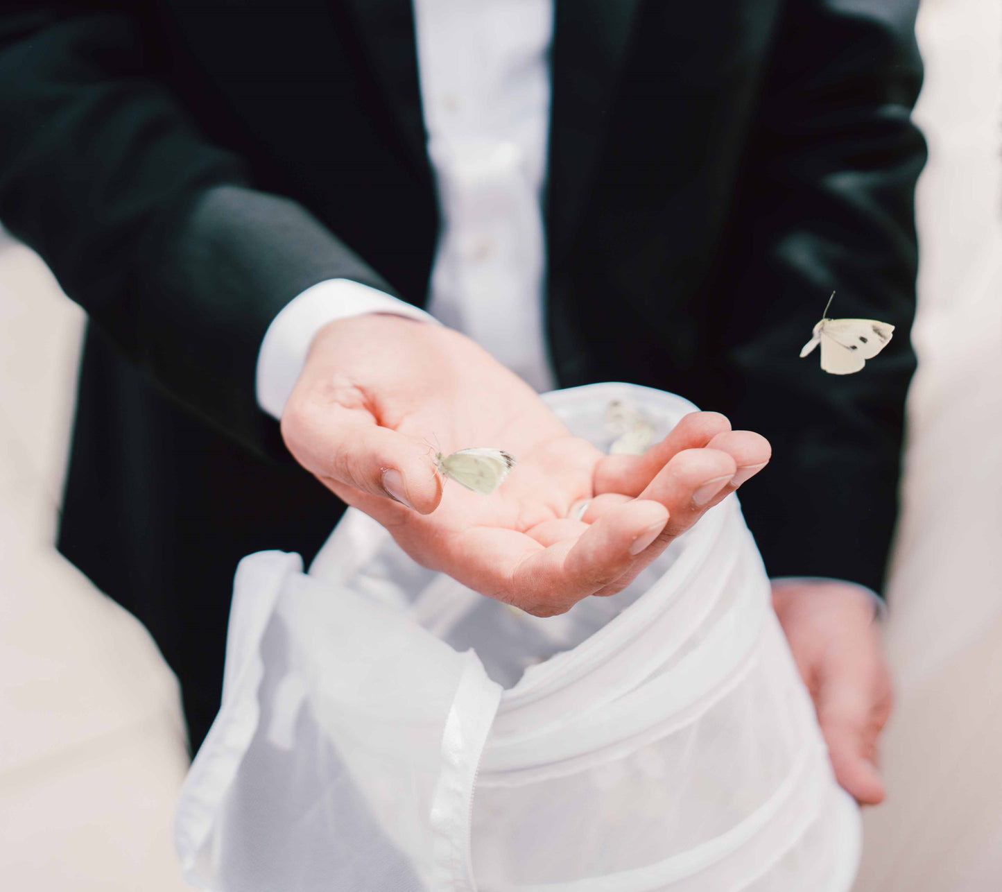 Butterflies for Wedding Deposit