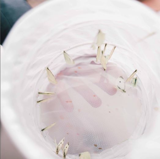 White Butterflies for Memorials and Funerals