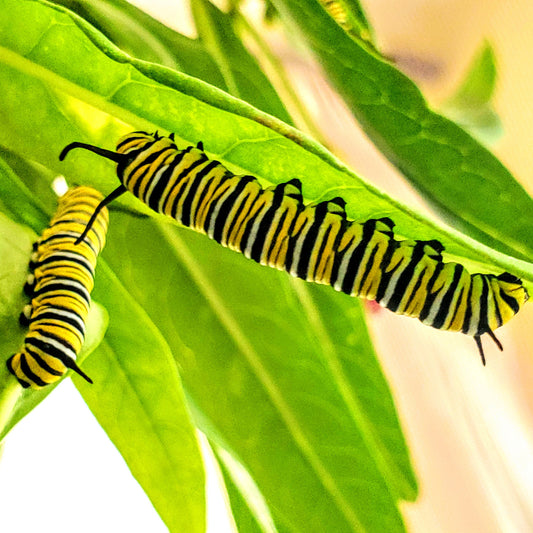 Monarch Caterpillars Group of 12 - EASTERN USA