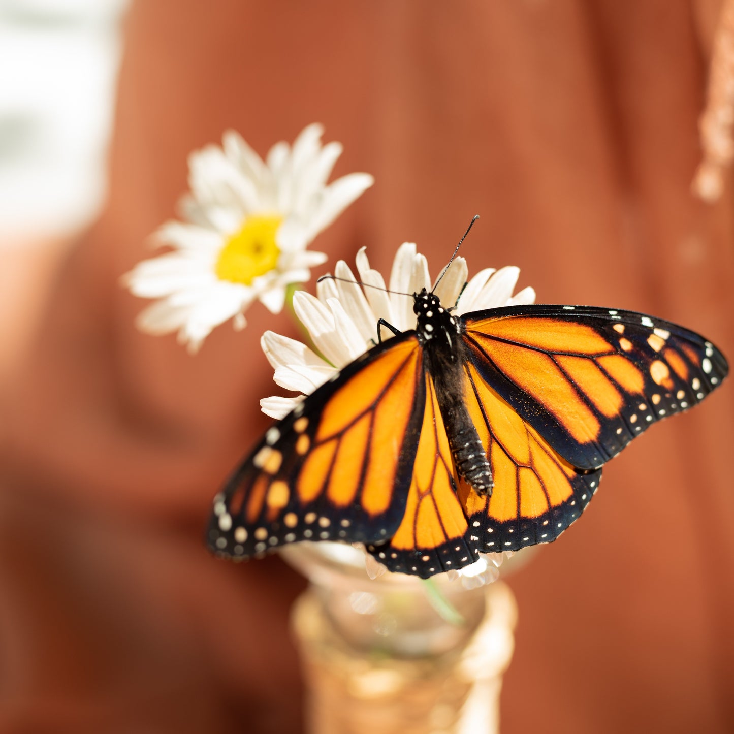 Monarch Caterpillar (Single- Western)
