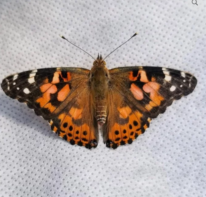 painted lady adult butterfly in white enclosure