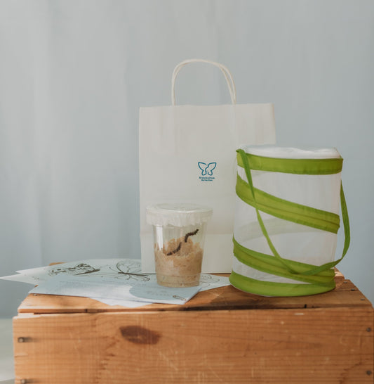 Painted Lady Butterfly Kit