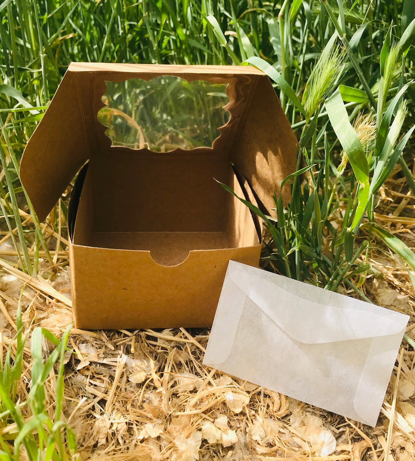 Adult Painted Lady Butterfly for Release (Custom Quantity)