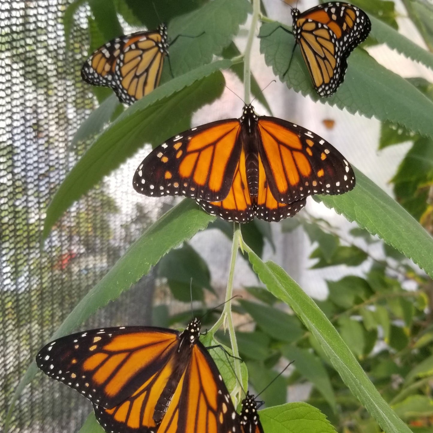 Monarch Caterpillars Group of 12 - EASTERN USA