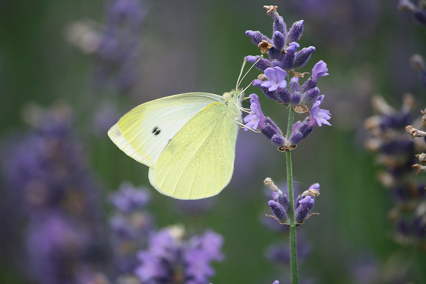 White Butterflies for Weddings and Celebrations