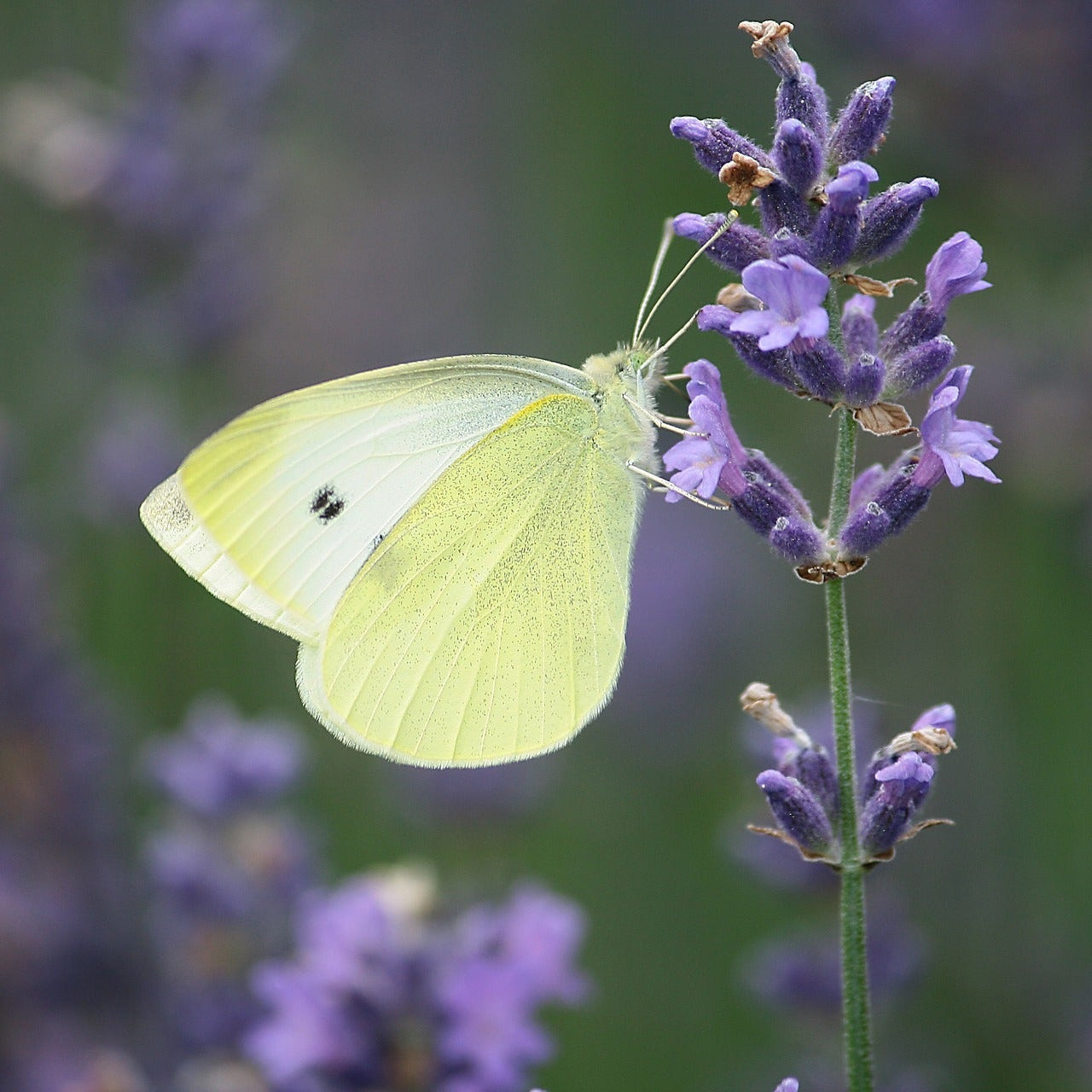 White Butterflies for Weddings and Celebrations