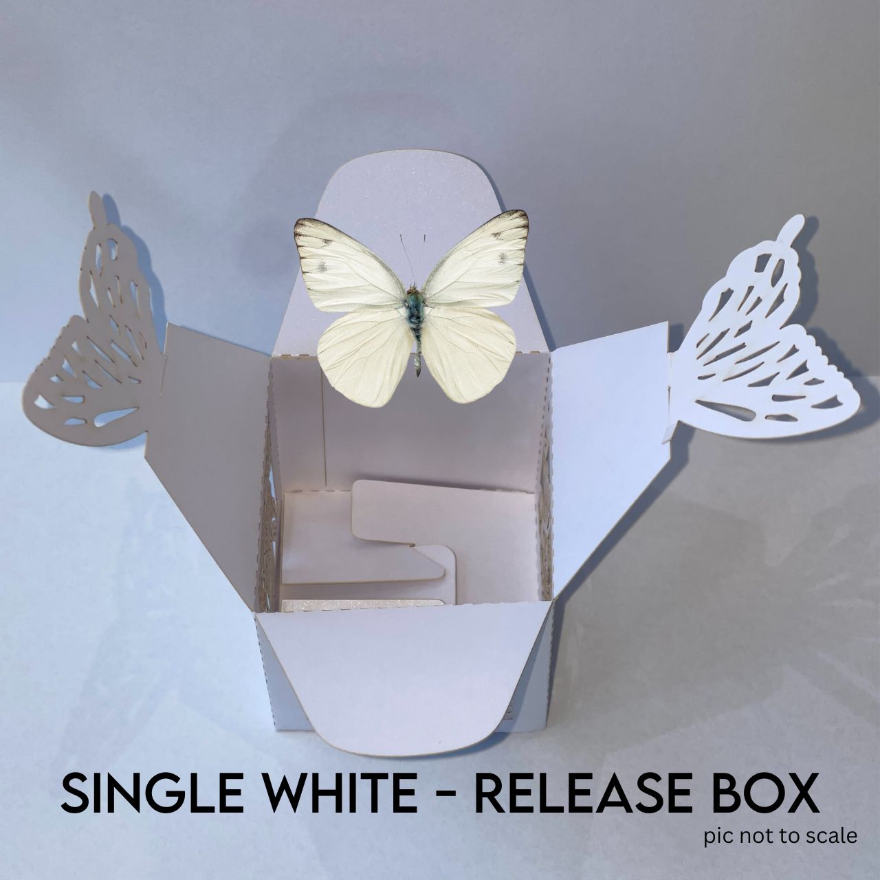 White Butterflies for Individual Release