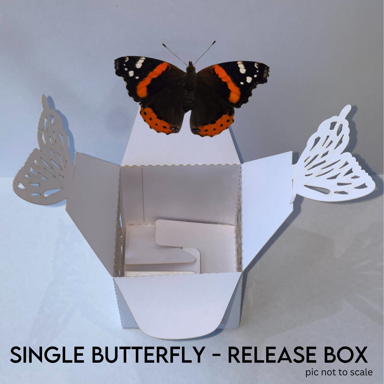 Individual Release Boxes for Mixed Butterflies
