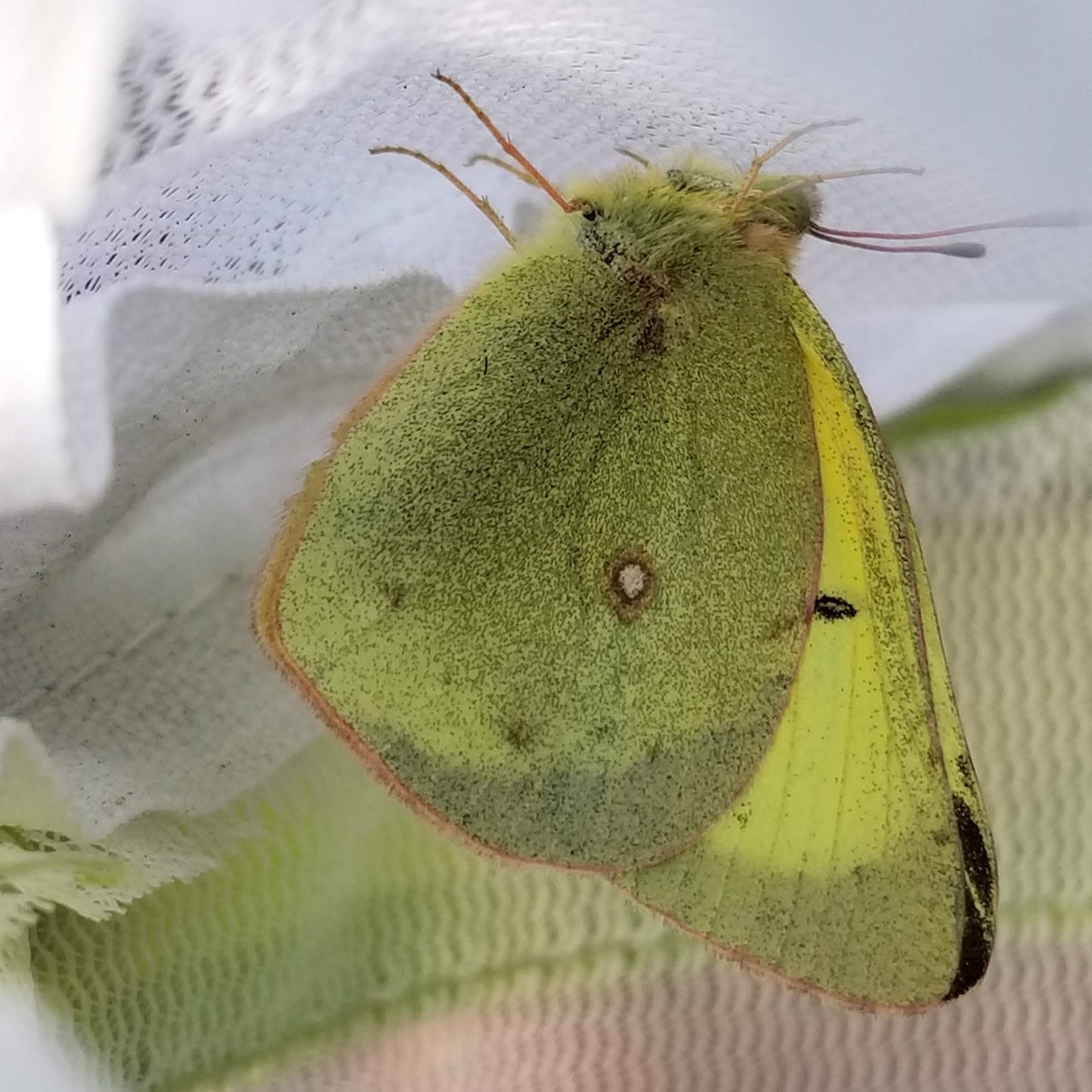 Yellow Butterfly (Utah Or Permit Only)