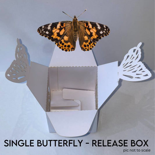 Individual Release Boxes for Mixed Butterflies