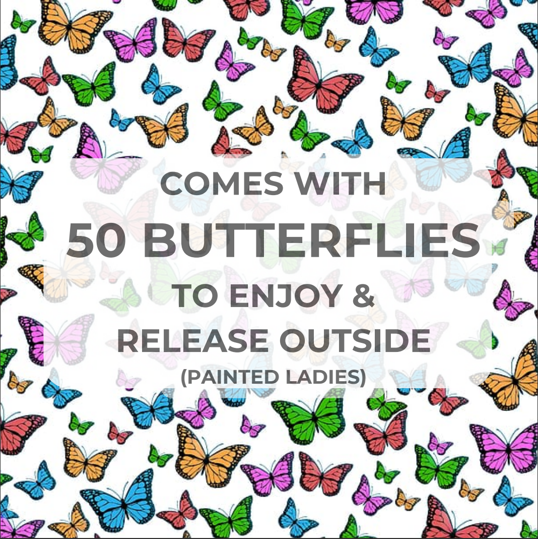Butterfly Party House For Birthdays or Special Events