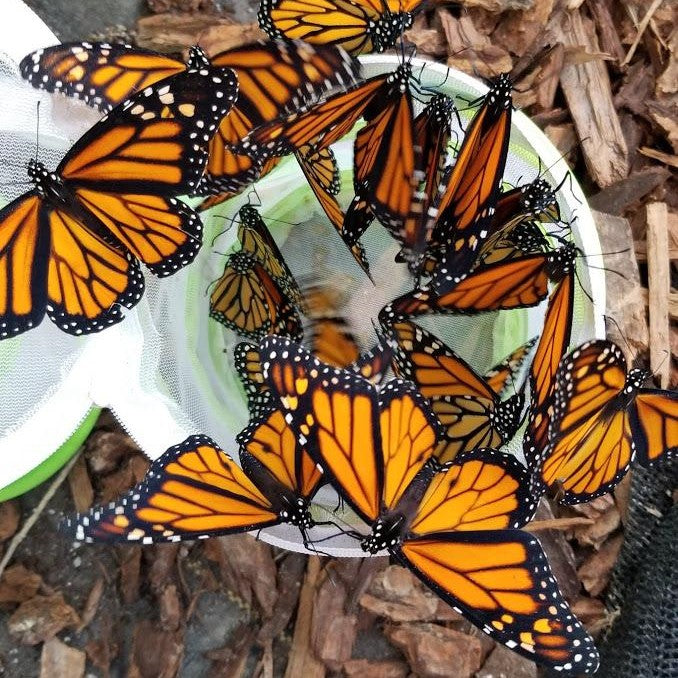 Pesticide-Free Milkweed Monarch Host Plant