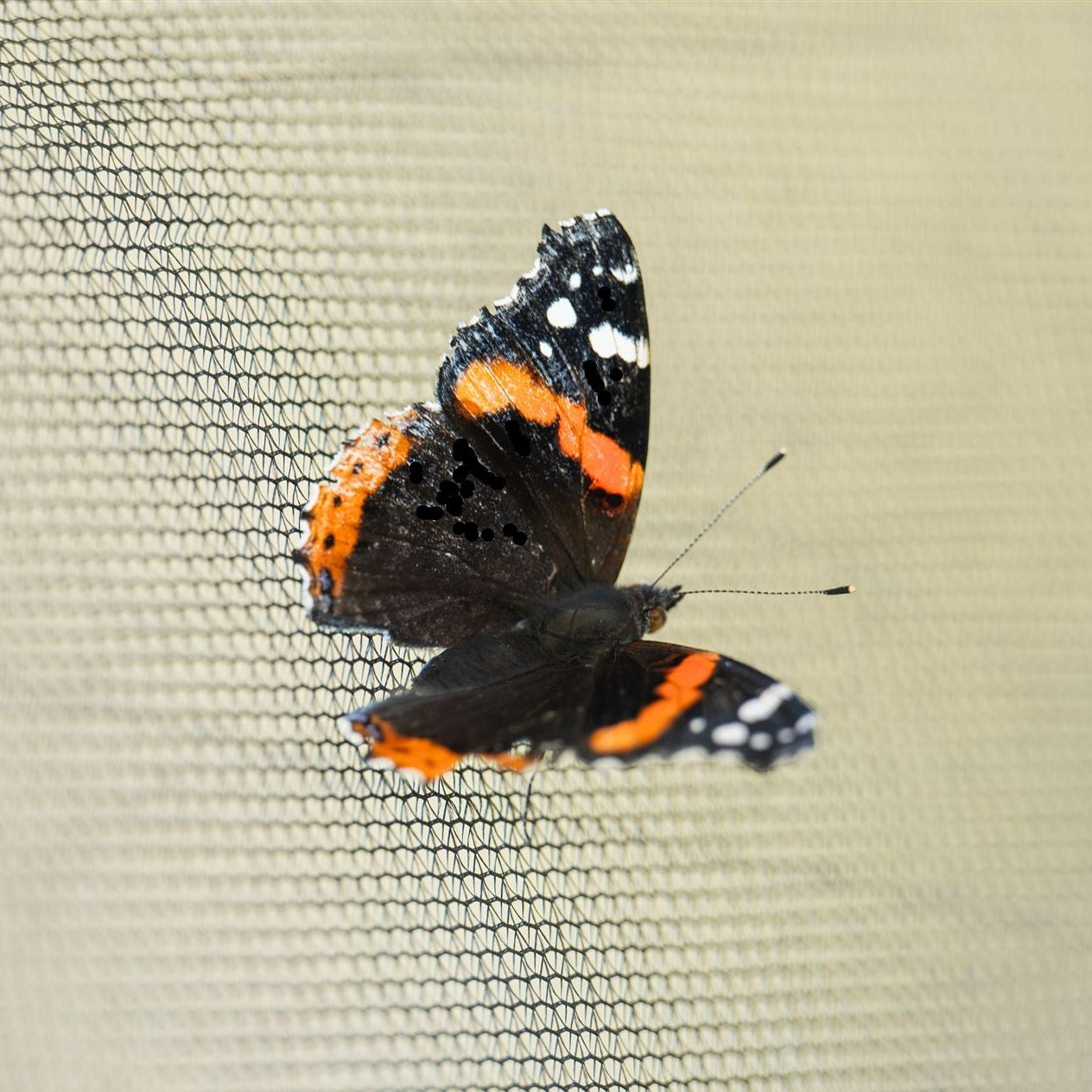 Mixed Multi-Color Butterfly Release