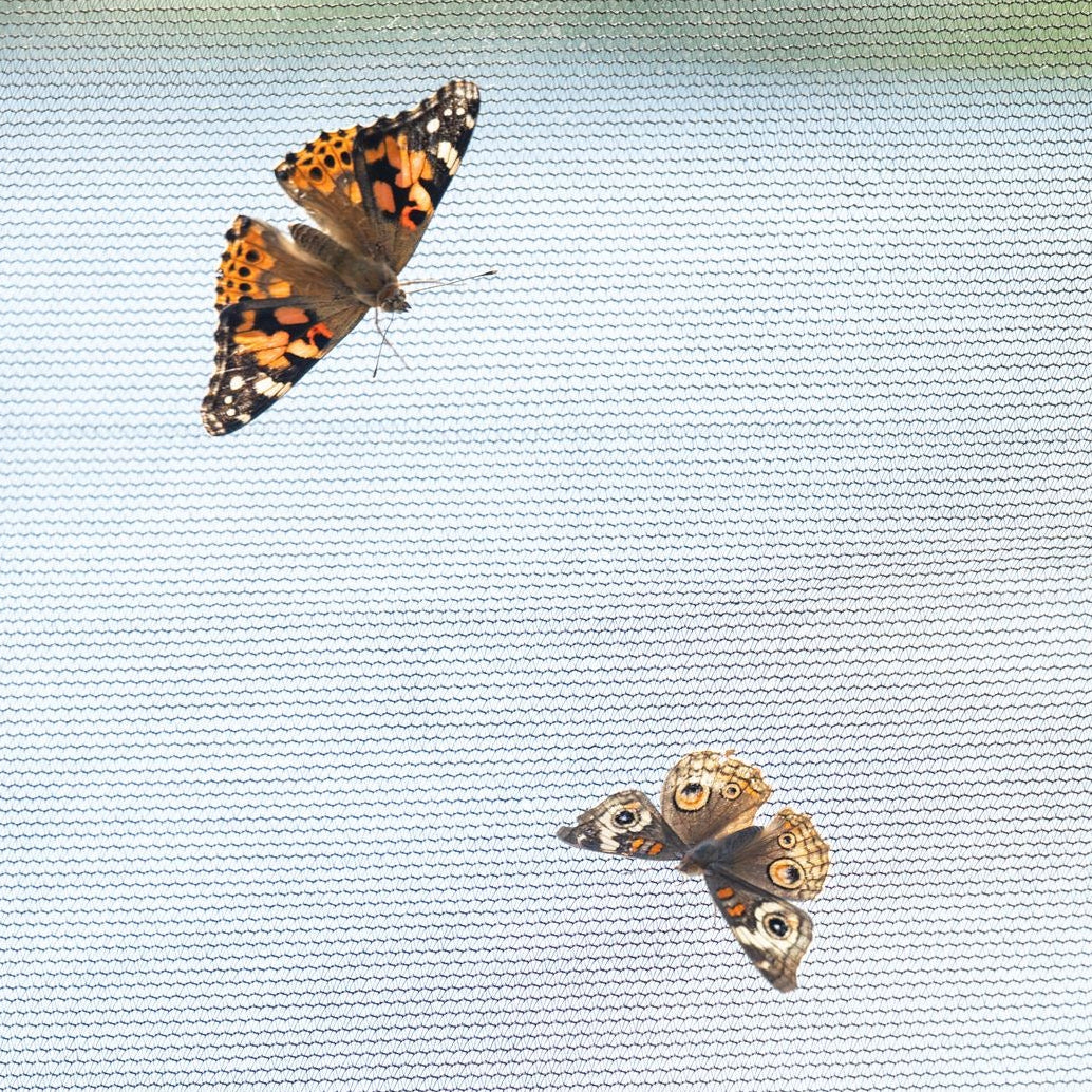 Mixed Multi-Color Butterfly Release