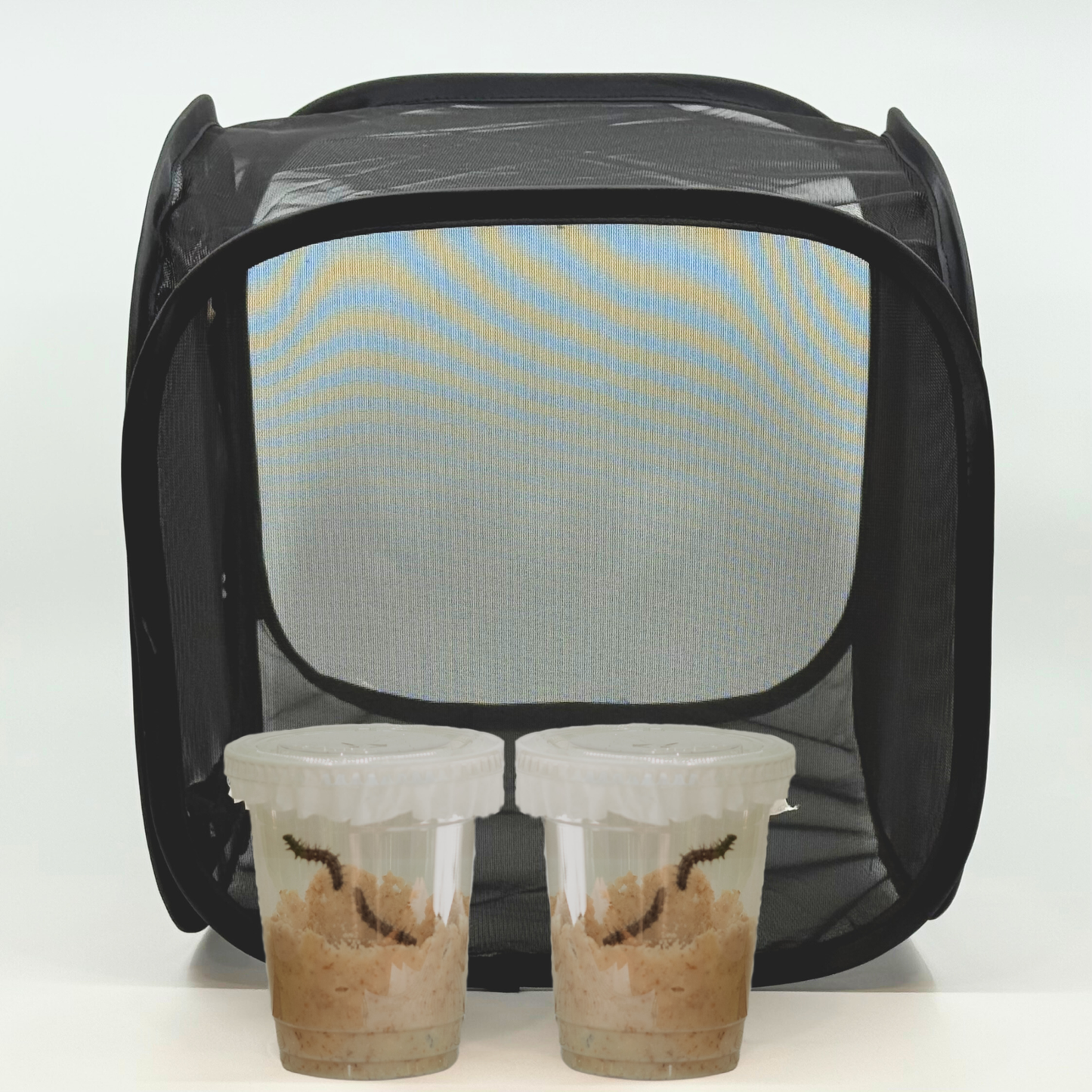 Large Painted Lady Kit