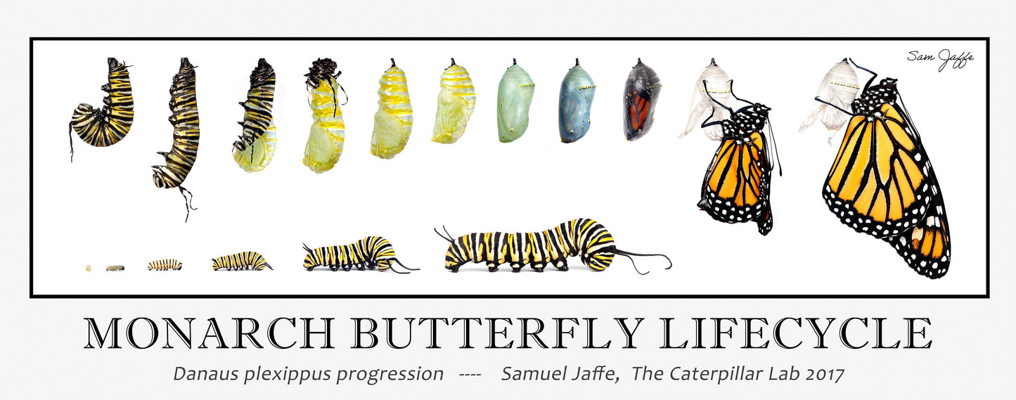 Monarch Lifecycle Poster