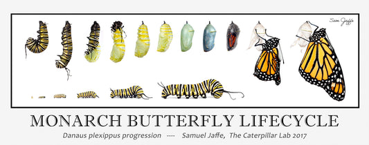 Monarch Lifecycle Poster
