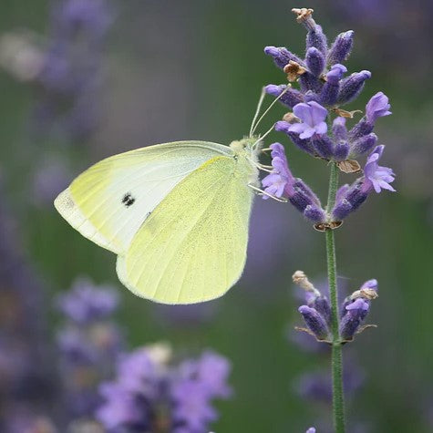 White Butterflies for Memorials and Funerals
