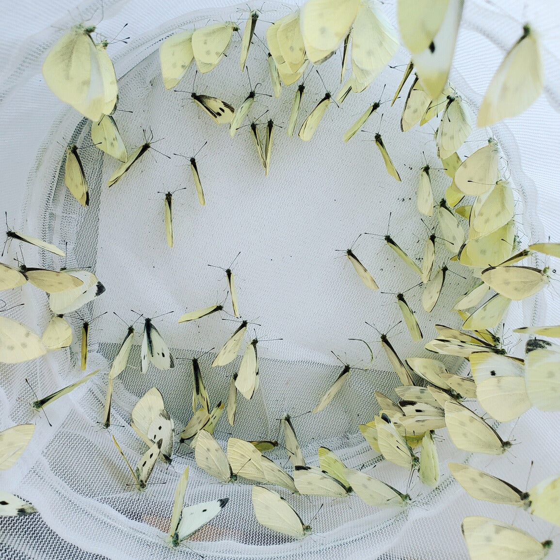 White Butterflies for Weddings and Celebrations