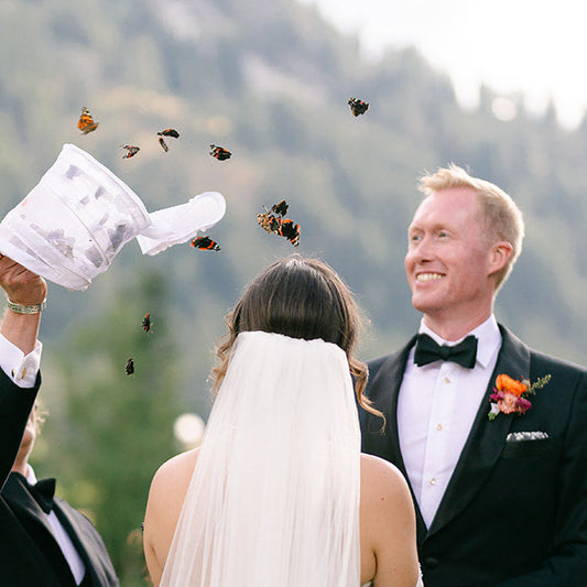 Mixed Multi-Color Butterfly Release