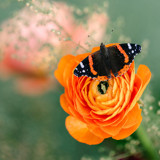 Native Red Admiral Butterfly
