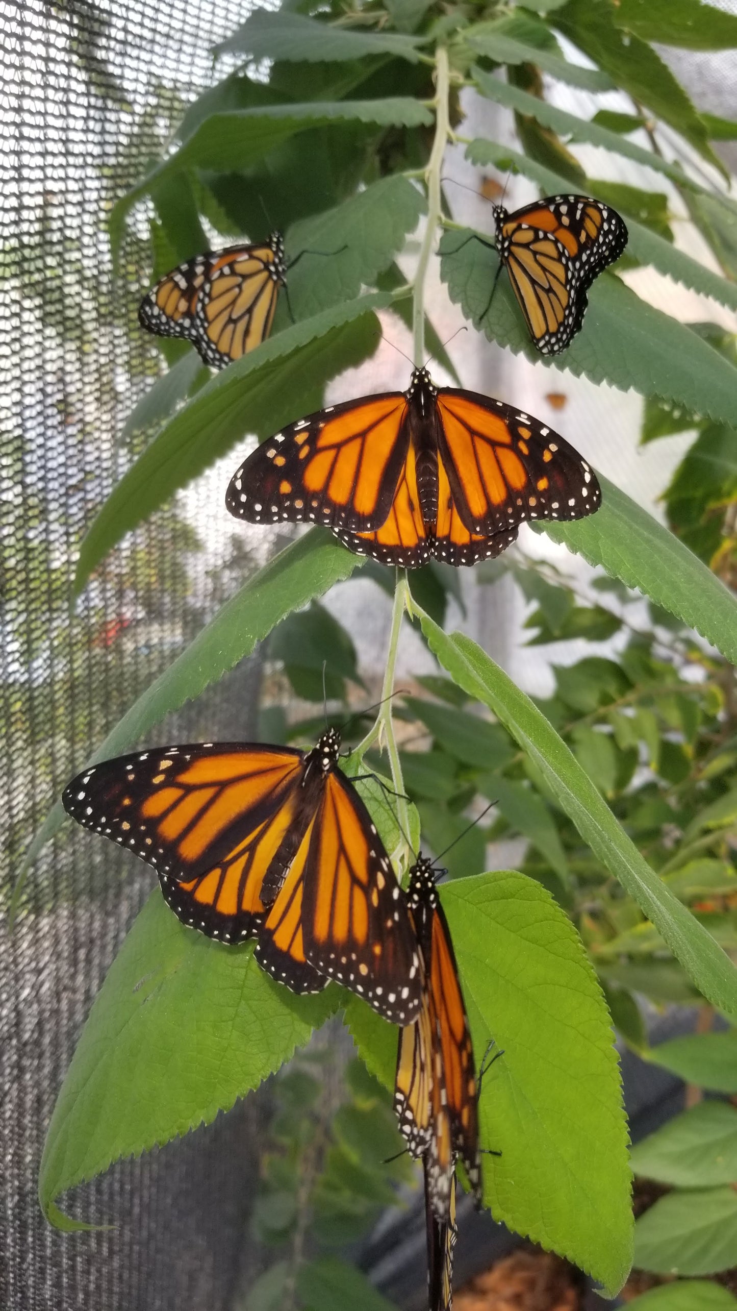 Monarch Butterfly Kit with Milkweed plant