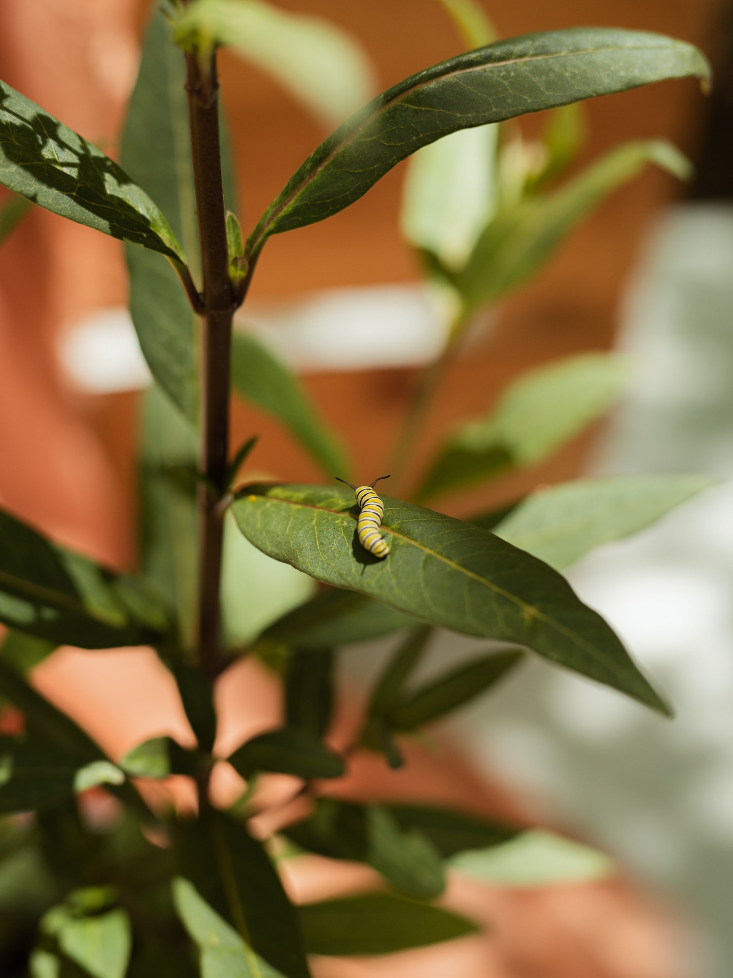 Monarch Butterfly Kit with Milkweed plant