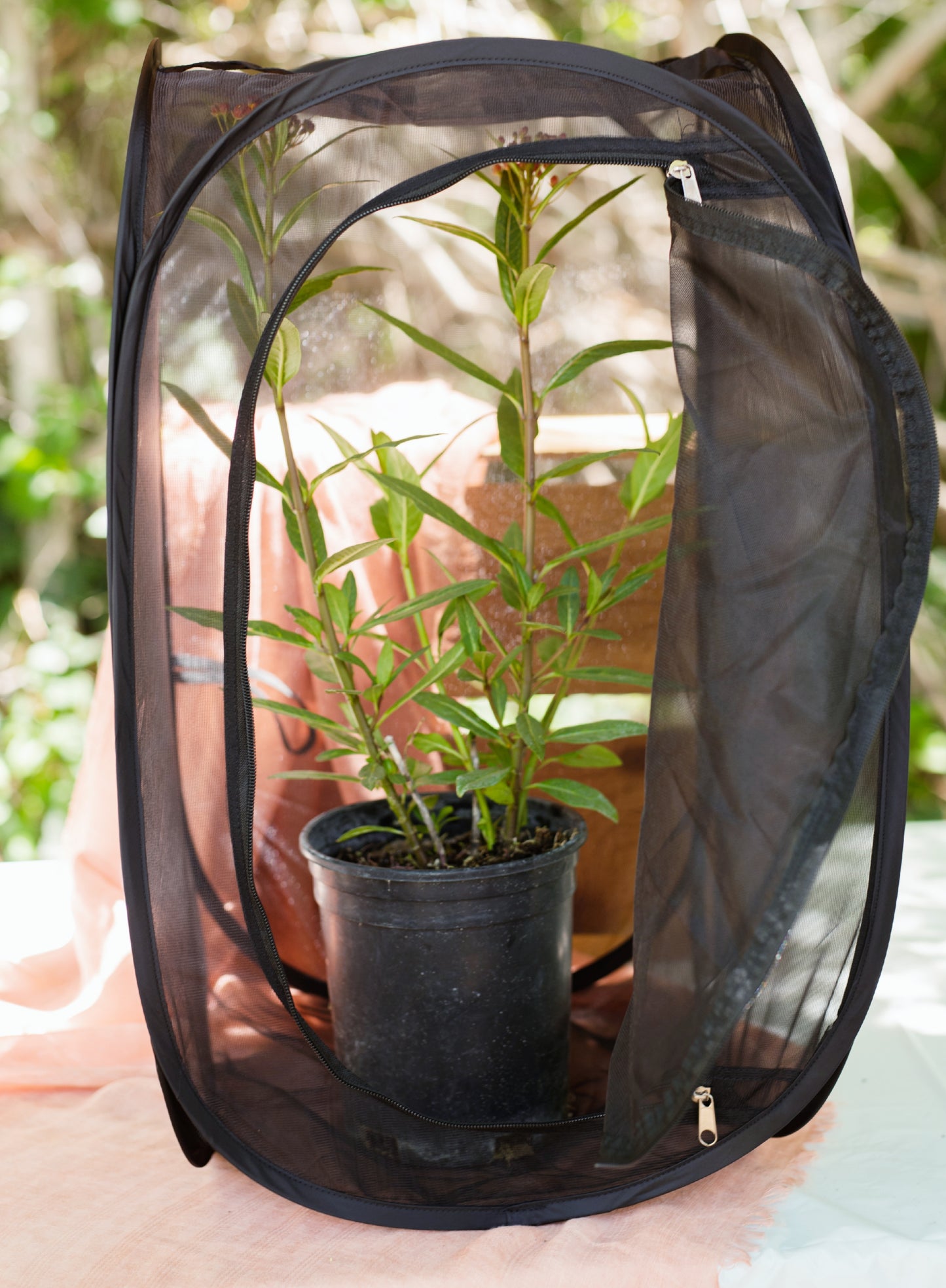 Monarch Butterfly Kit with Milkweed plant