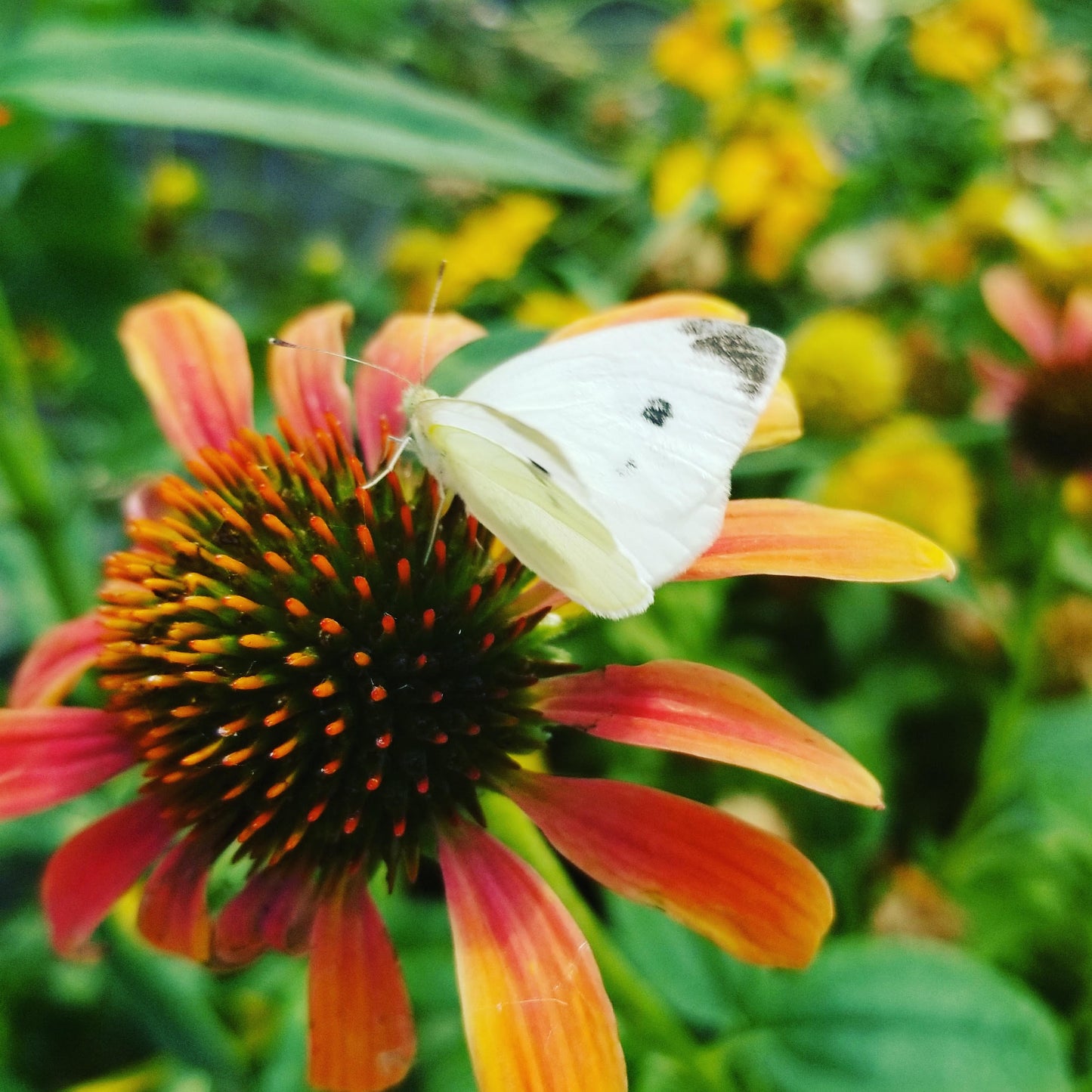 Cabbage White Butterfly Kit