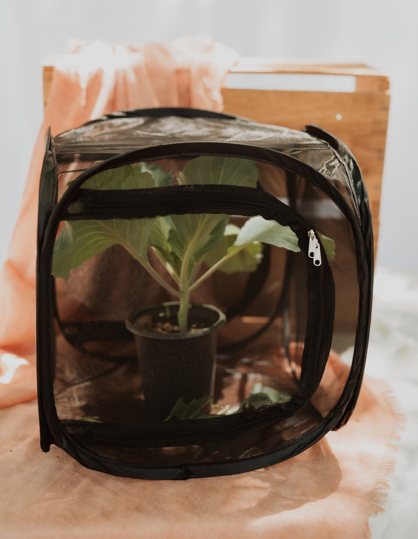 Cabbage White Butterfly Kit