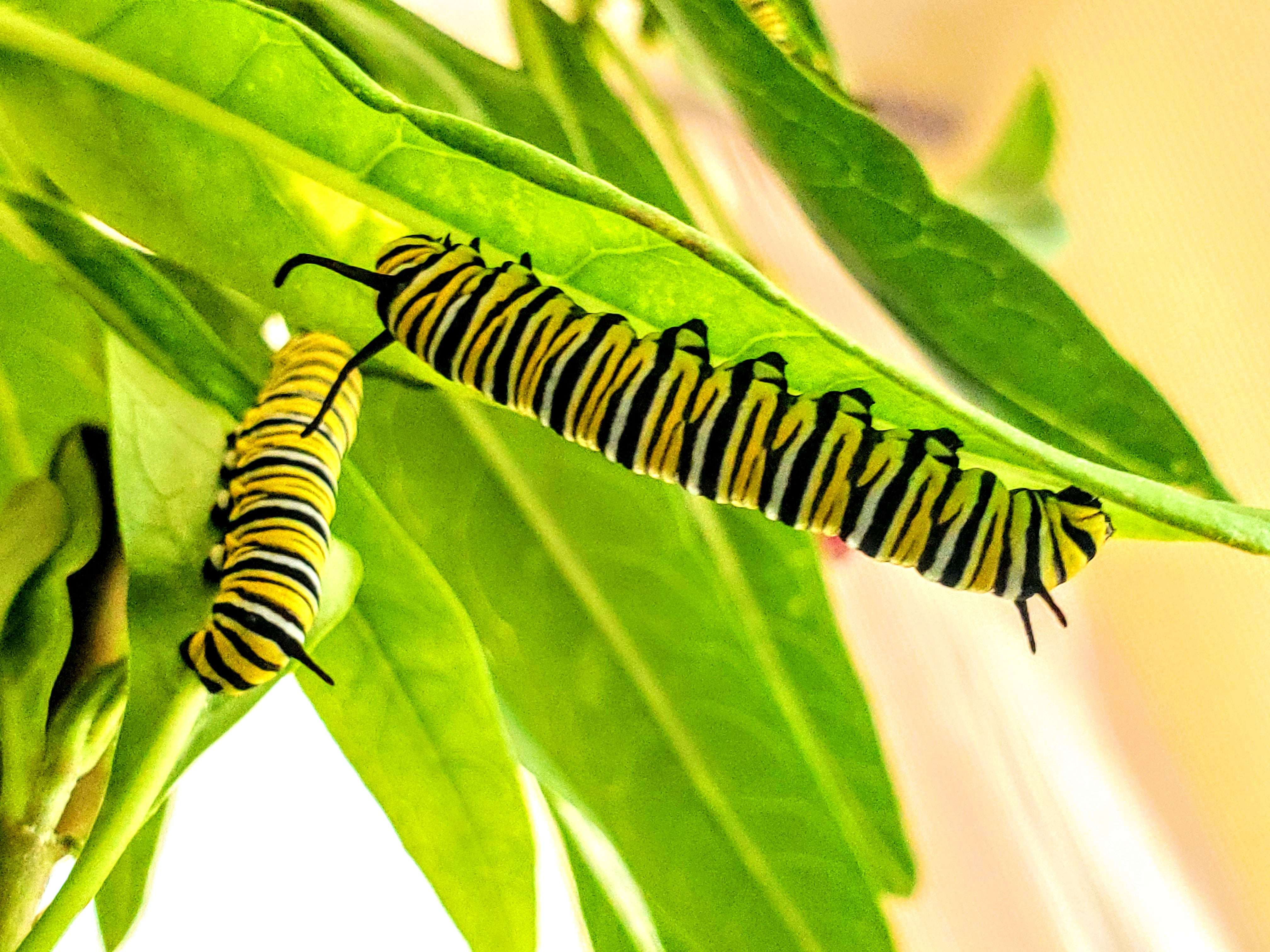 Monarch Butterfly Kit with Milkweed plant Riverbottom Butterflies