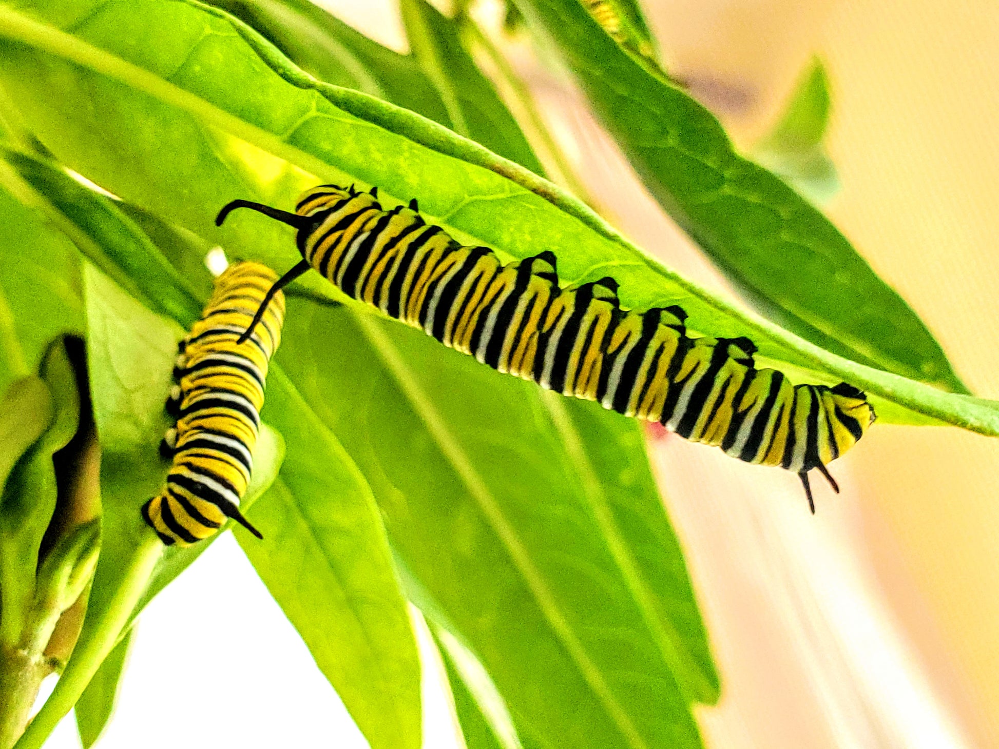  Monarch Butterfly Kit to Feed Caterpillars Fresh Milkweed  Cuttings Host Plants and Nectar Flowers, 1 X Short Peg Rack + 8 X Large  Floral Tubes : Patio, Lawn & Garden