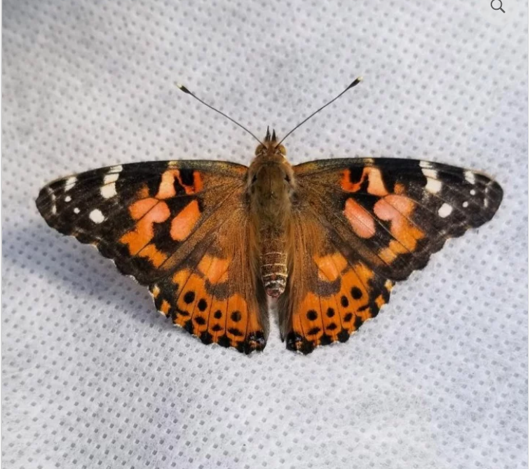 Painted Lady Refill Cup (caterpillars only)