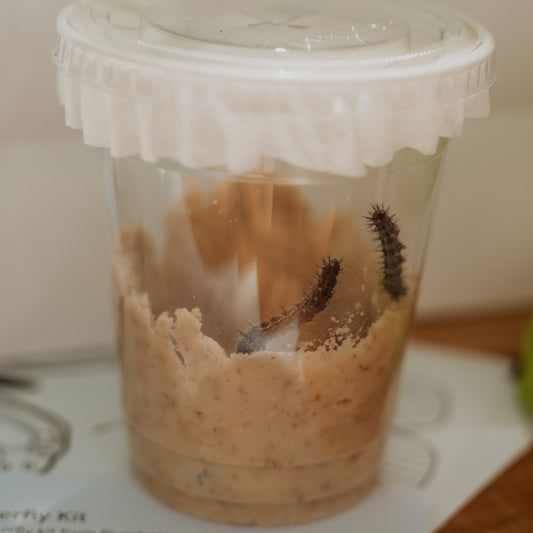 Painted Lady Refill Cup (caterpillars only)