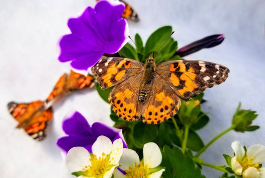 Adult Painted Lady Butterfly for Release (Single Butterfly)